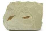 Detailed Fossil Feather and Leaves - Green River Formation, Utah #368732-2